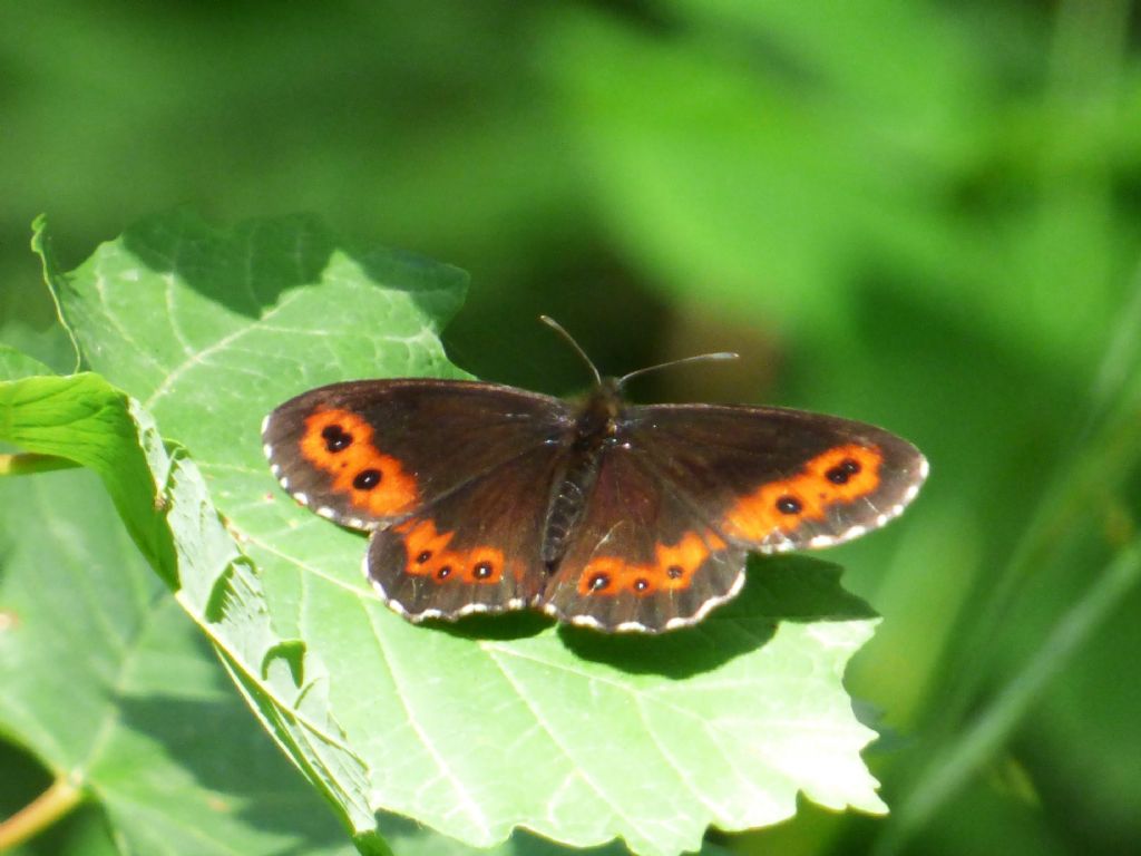 Erebia ligea